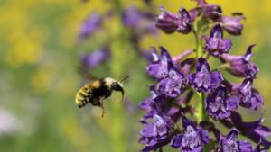 Bee visiting a flower
