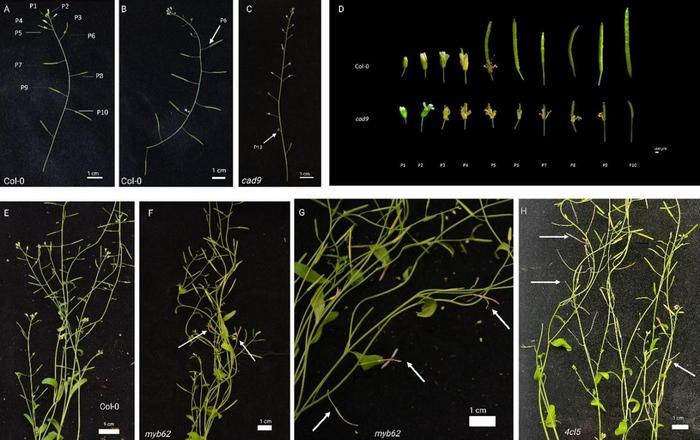 Functional validation of candidate genes in A. thaliana by loss-of-function mutation.