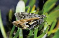 New Species <i>Arctesthes avatar</i>