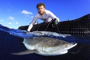 Tagging sharks