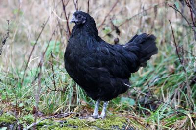 Swedish Hen