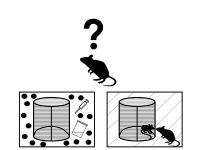 Graph of the Experiment Performed on An Animal Model