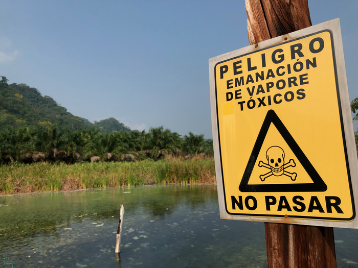 Sulphur mollies in Mexico
