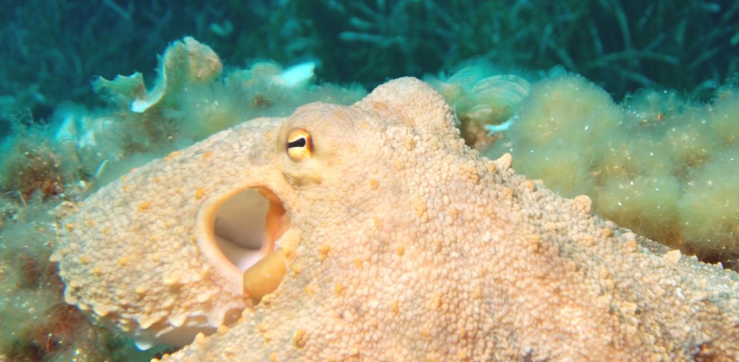 Octopus