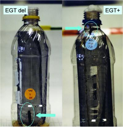 Virus Gene Leads Moths to Tree-Top Doom (9 of 9)