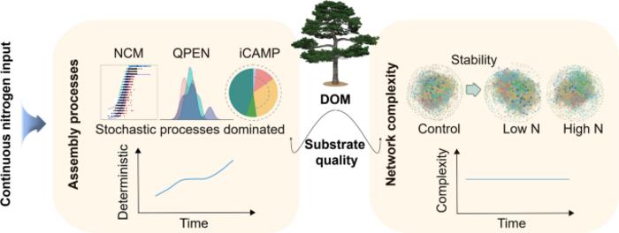 Temporal dynamics of bacterial community assembly and network complexity under five years of nitrogen addition in a subtropical forest
