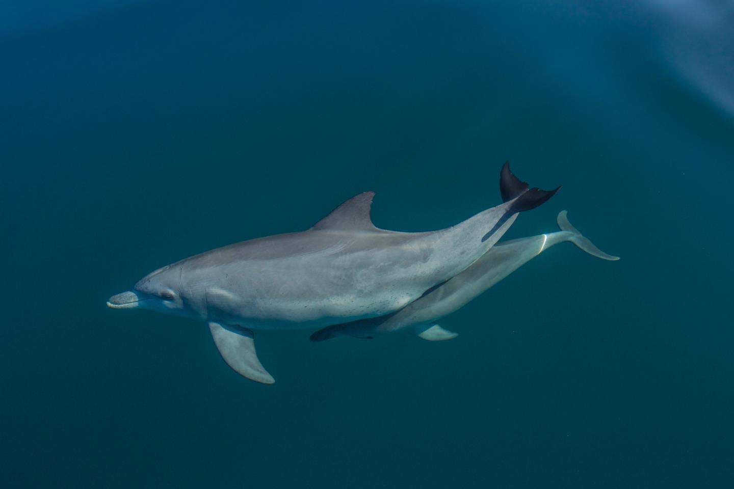 Dolphin Mother and Calf