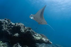 Manta ray