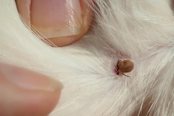 Tick
