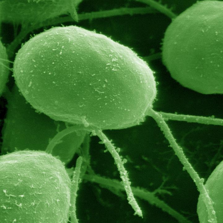 <I>Chlamydomonas reinhardtii</I>