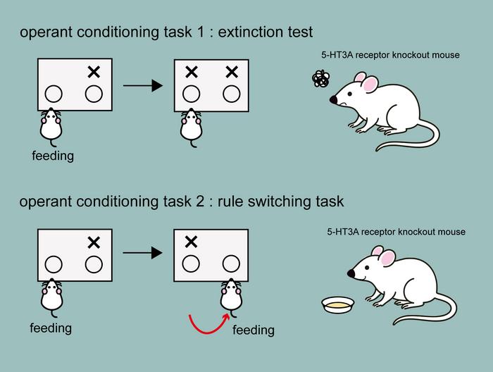 5-HT3A receptor knockout mouse experiment