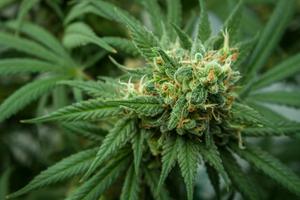 Insomnia patients report better sleep when taking cannabis-based medical products