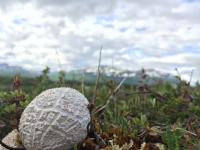 Field Photo 3
