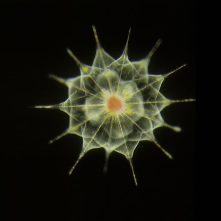 Acantharian