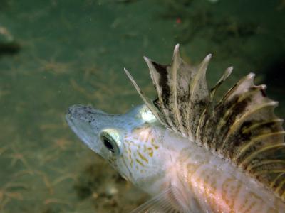 Ice Fish
