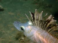 Ice Fish