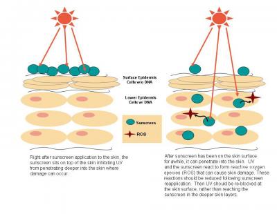 UV Filters and Sunscreen