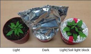 Plant Roots Sense Light, Thanks to Fiber Optic Cable-Like Stems