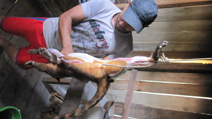 Wild meat consumption