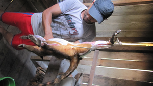 Wild meat consumption