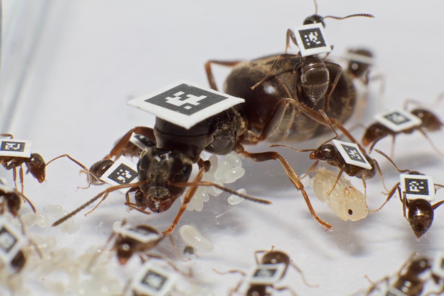 Tagged Ants (1 of 2)