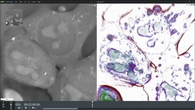First Mitosis in 3-D and without Stain!