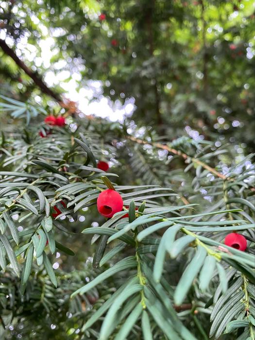 Yew tree