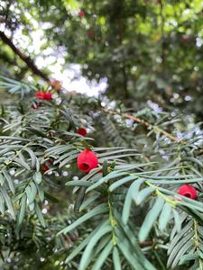 Yew tree