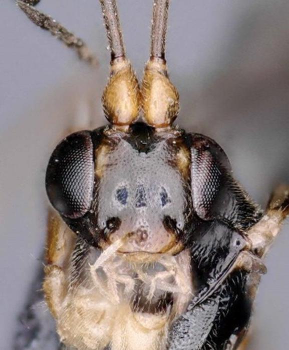 Heinrichiellus natgeo