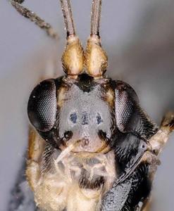 Heinrichiellus natgeo