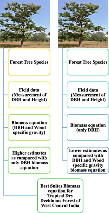 Forest carbon stock and biomass estimation in West Central India using two allometric models