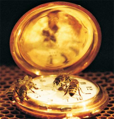 Honeybee
