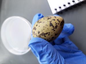 A Kaki egg that failed to hatch. The Kaki is a threatened bird species found in New Zealand