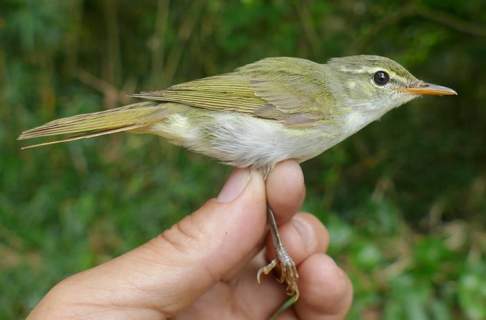 Tokara Leaf Warbler