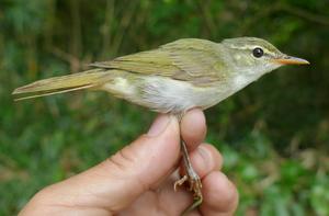 Tokara Leaf Warbler