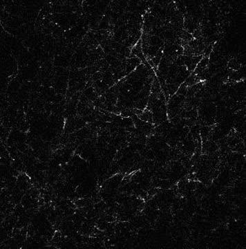 Apical Dendrites