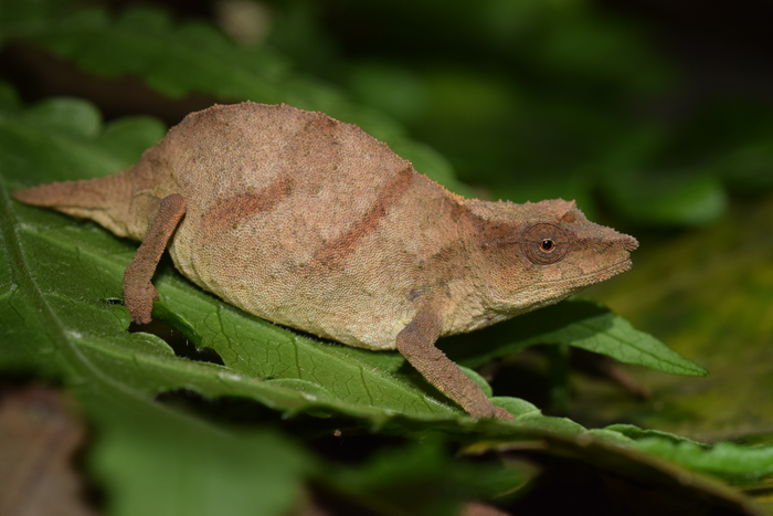 Chapman’s pygmy chameleon