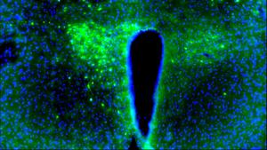 Paraventricular nucleus