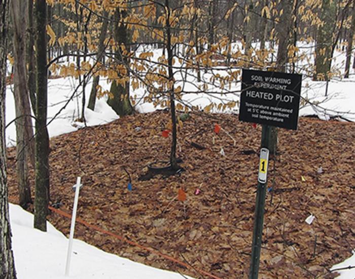 One of the heated plots in the Harvard Forest. Image credit: Jerry Melillo