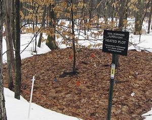 One of the heated plots in the Harvard Forest. Image credit: Jerry Melillo