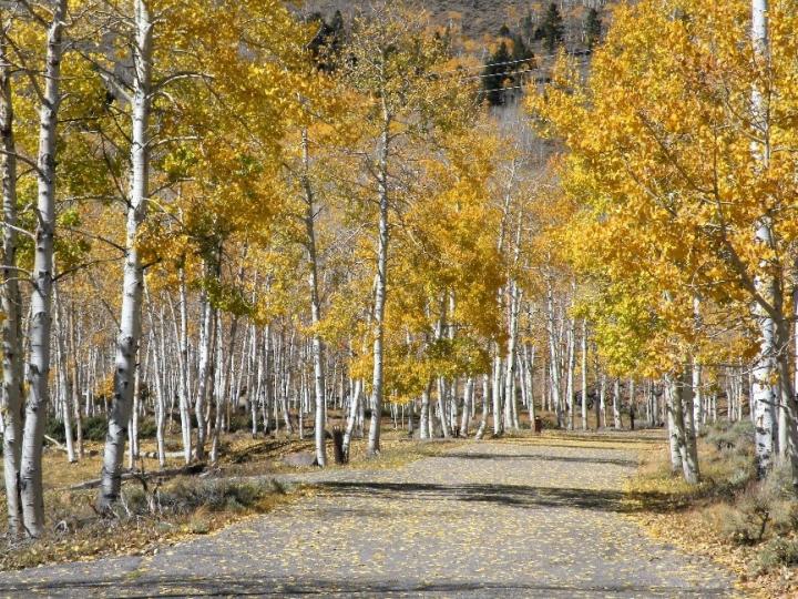Pando Grove