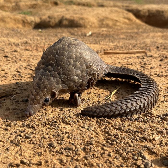 Trafficked pangolin DNA reveals hotspots of illegal wildlife trade