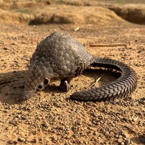 Trafficked pangolin DNA reveals hotspots of illegal wildlife trade