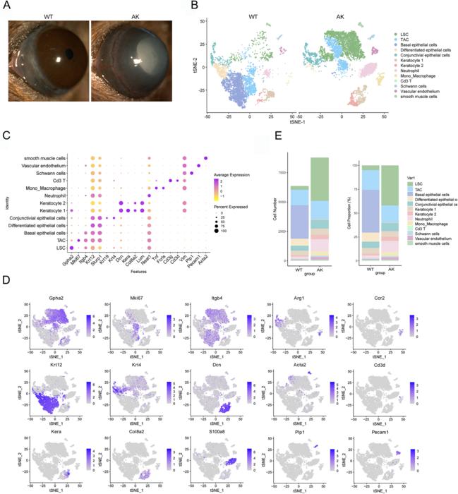 Single-cell clustering analysis of corneas from WT and AK mice.