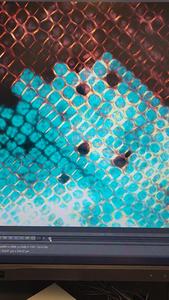 Wasting disease infection spread