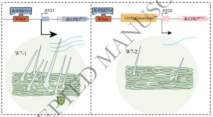 Proposed model for transposon insertion-mediated regulation of BcCPR5 expression via BcWRKY44.