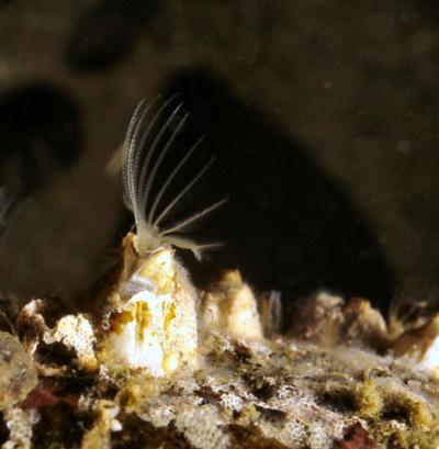 Barnacle