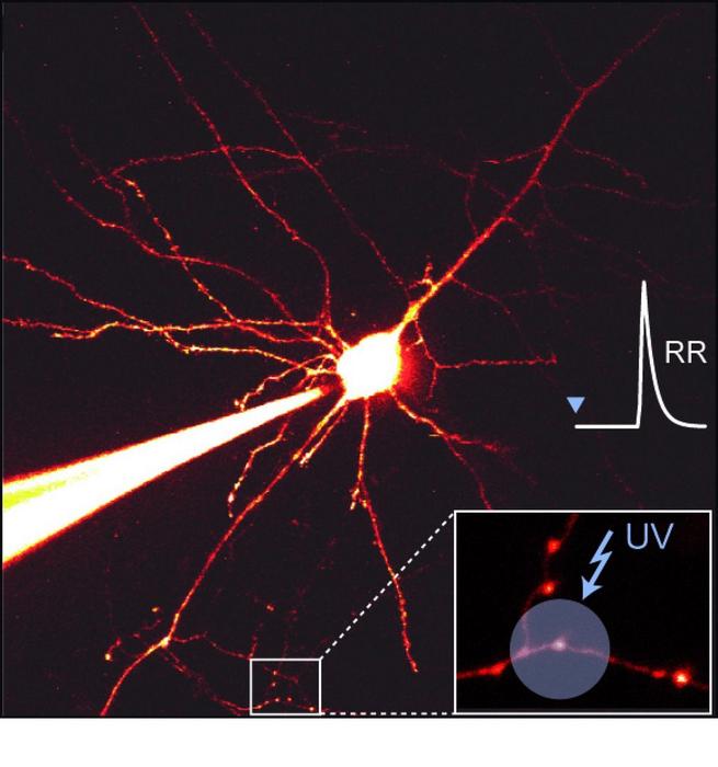 The microscopic image shows a nerve cell and a magnified view of the investigated synapses