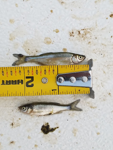 Golden Shiner bait fish with tape measure.