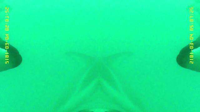 The Secret Life of Dolphins